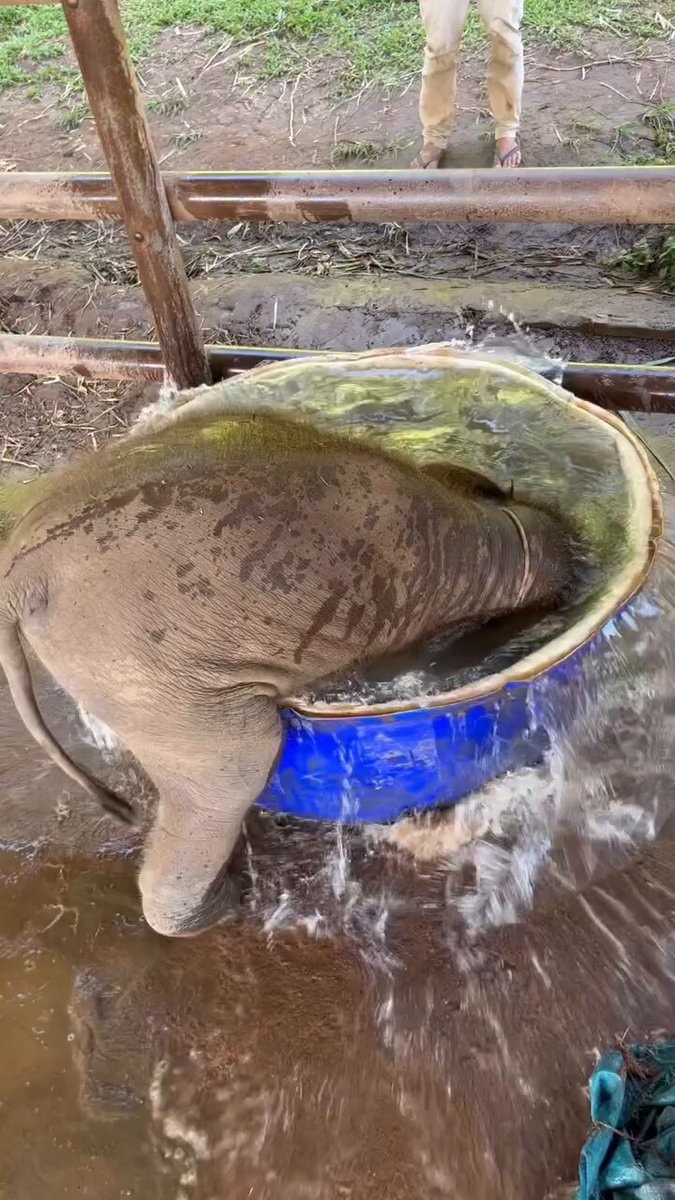 Baby elephant splashing in tub Baby elephant splashing in tub