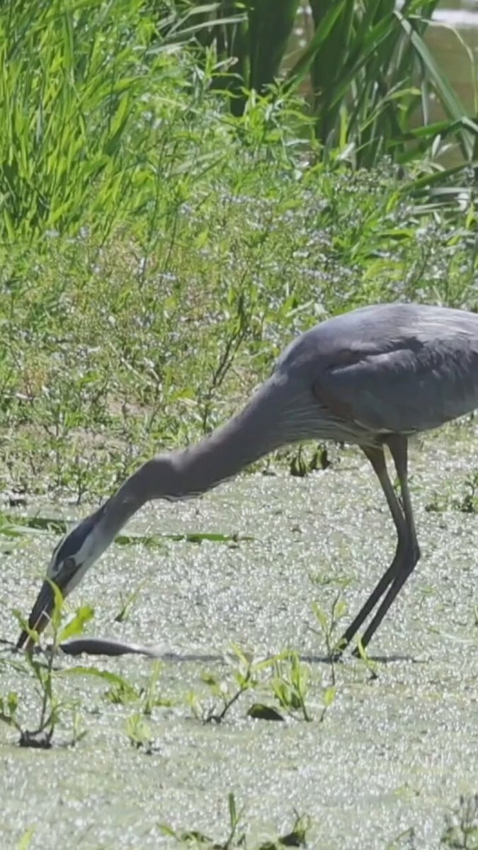 Great blue heron hunting