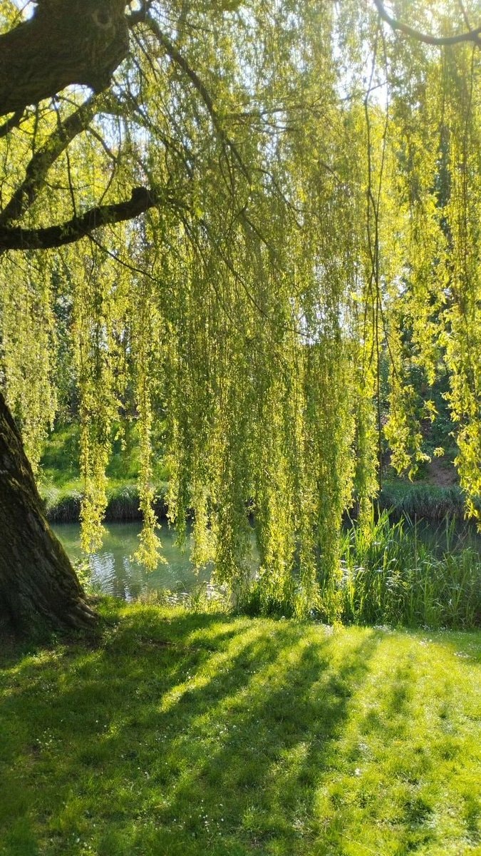 weeping willow tree pond (photo 2 of 4)