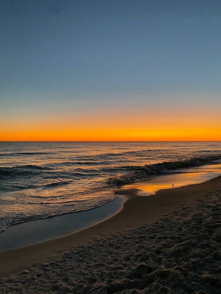 Beach sunset bird Beach sunset bird
