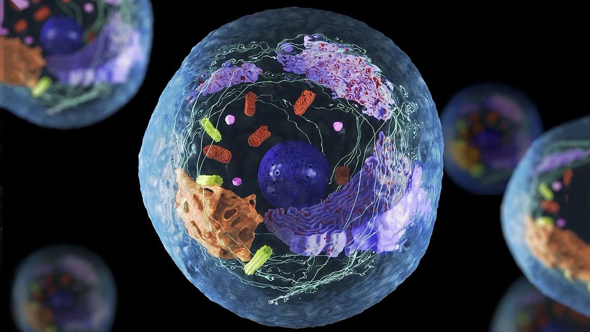 Japanese biologist Nobel prize cell discovery (photo 2 of 2)