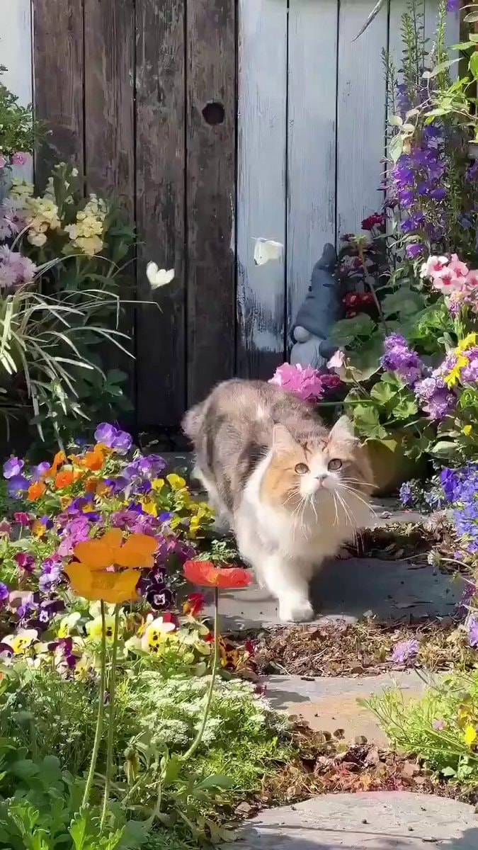 Cat in flowers