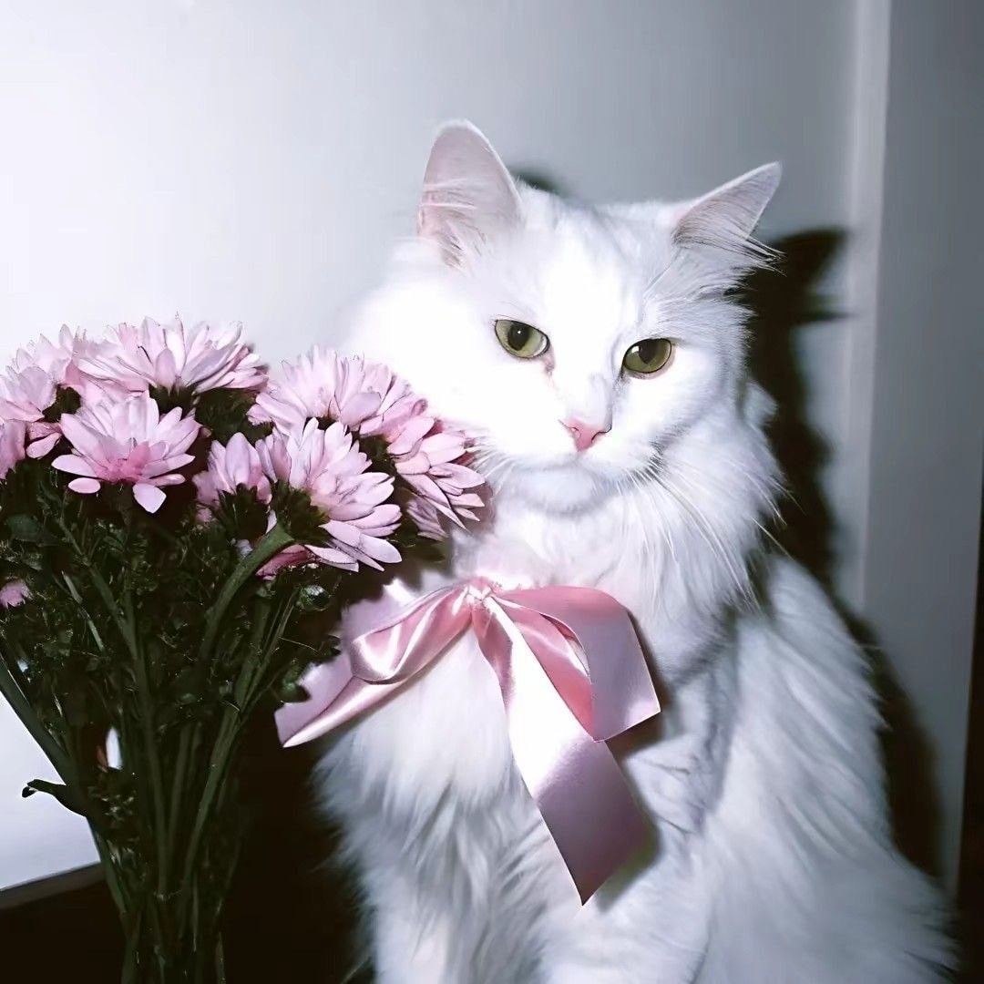Black cat with blue eyes and iris bouquet (photo 2 of 2)