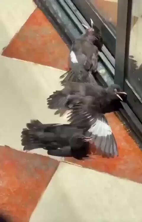 birds feigning injury