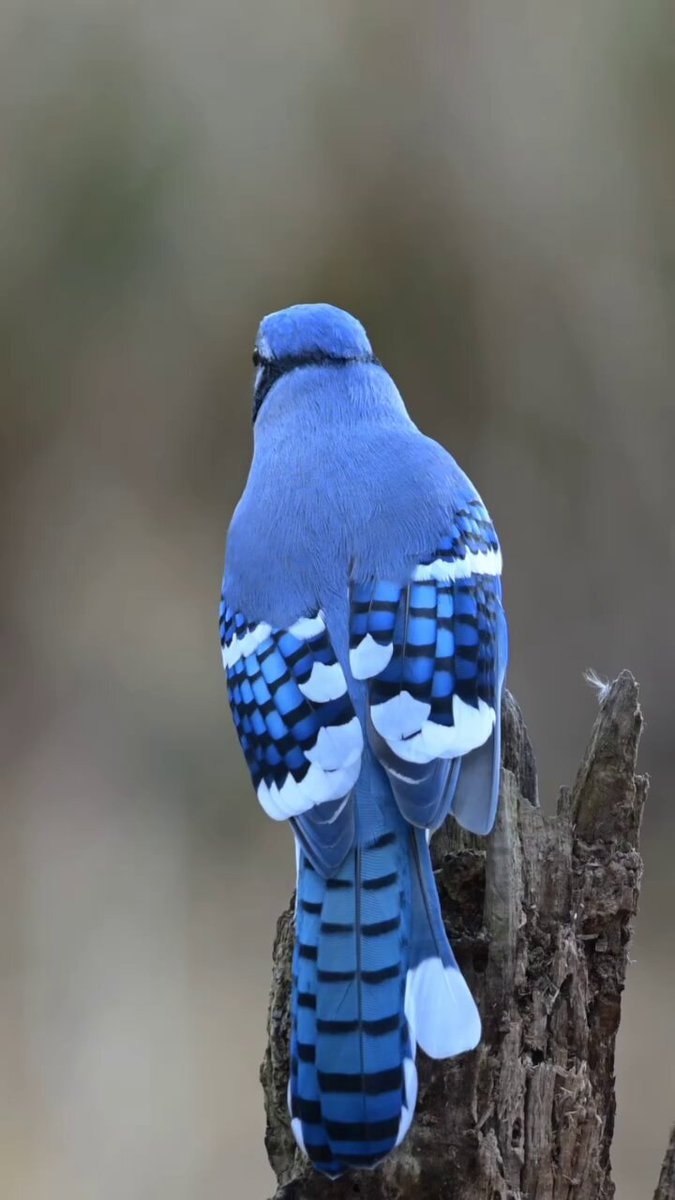 blue jay colors