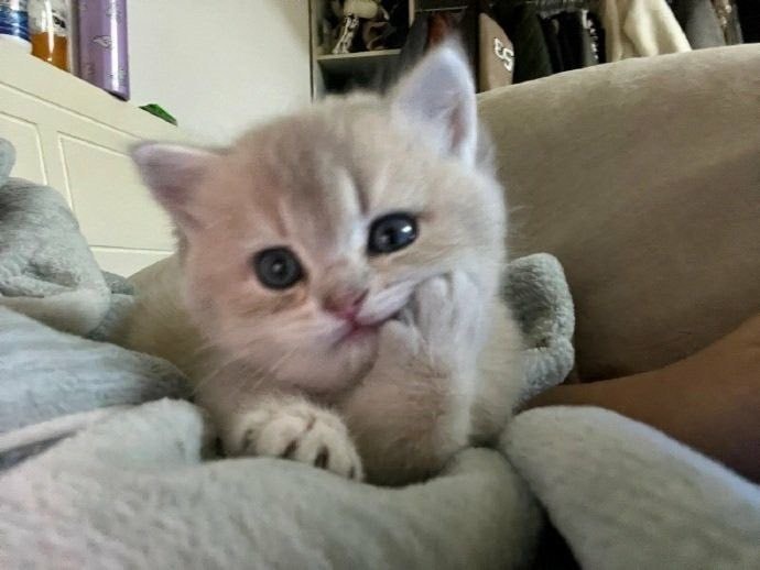 fluffy cream kitten thinking