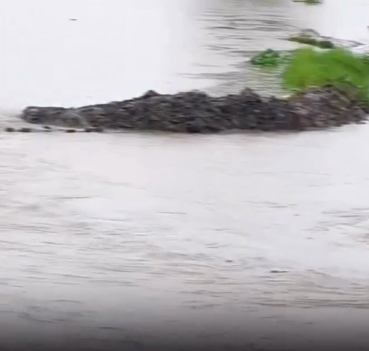 Mother dog saves drowning puppy