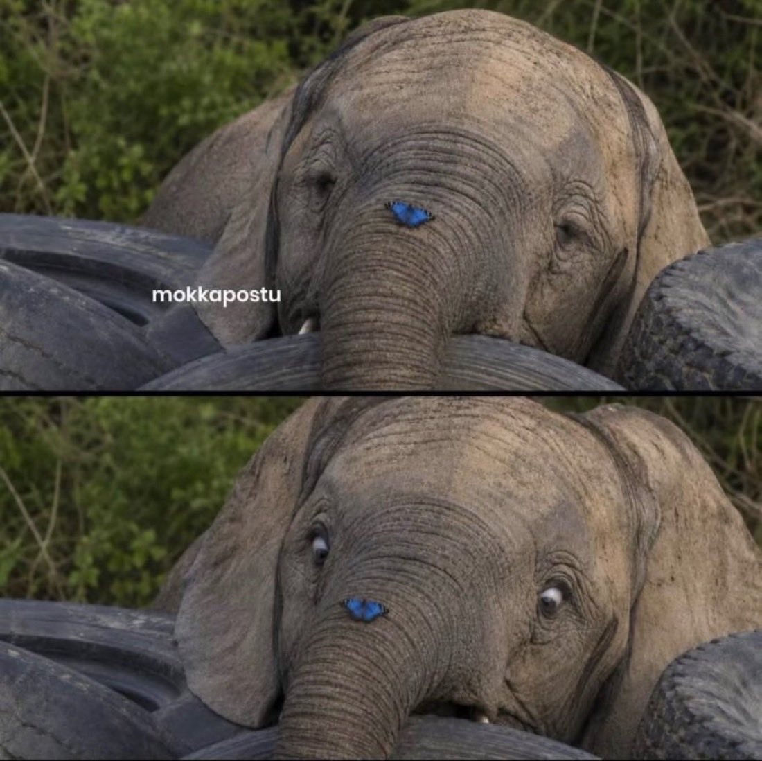 baby elephant with blue butterfly baby elephant with blue butterfly