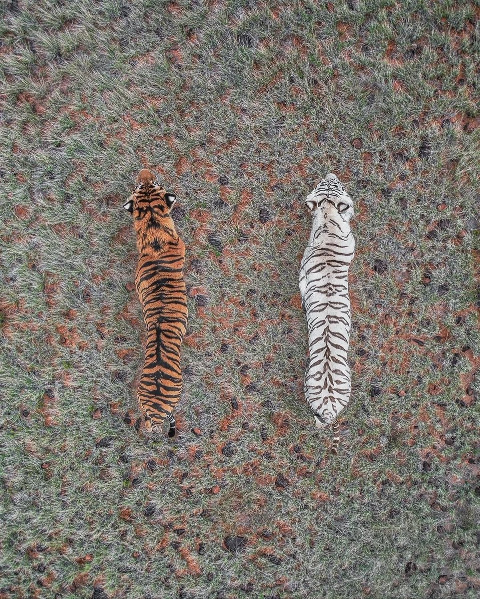 Two tigers birds eye view