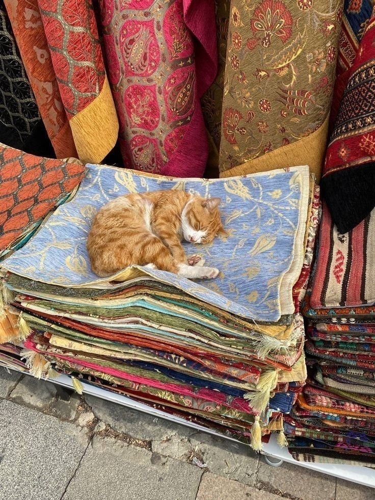 Orange tabby cat sleeping on textiles