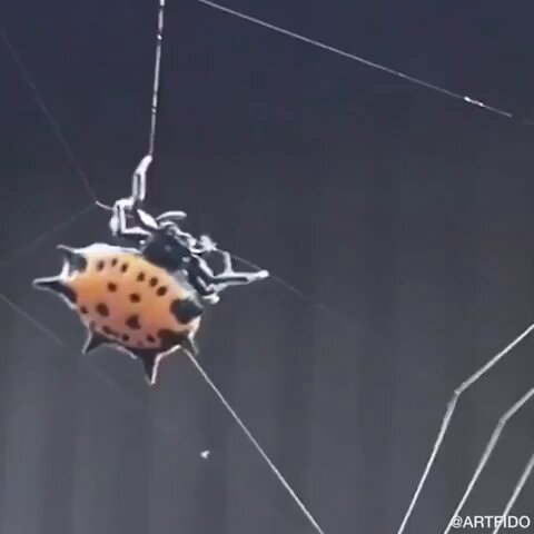 Spiny orb-weaver spider @ARTFIDO