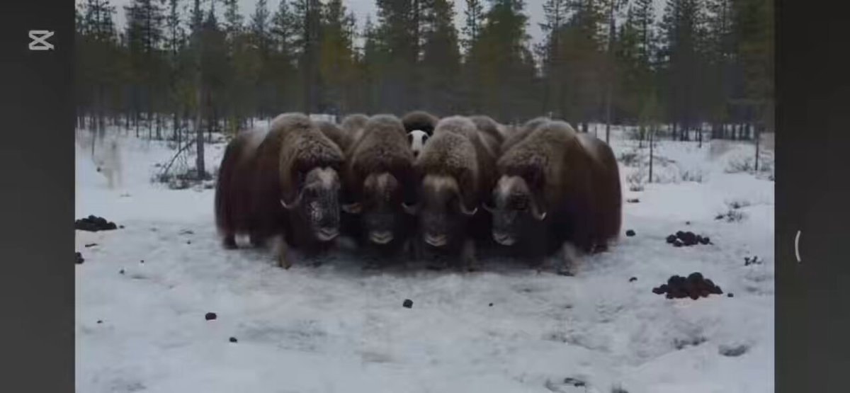 Wolves hunting in the snow