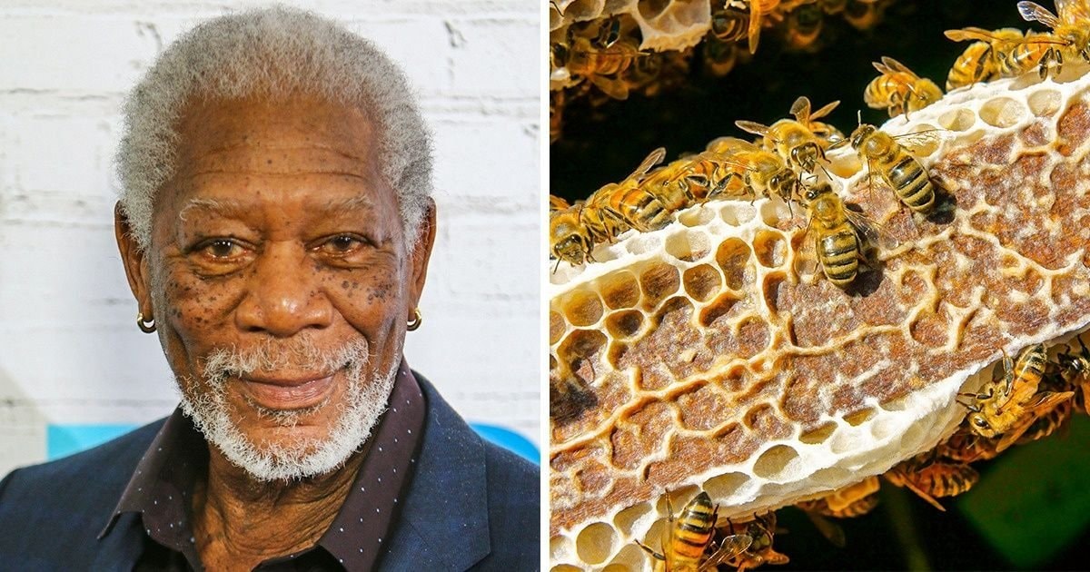 Morgan Freeman bee sanctuary