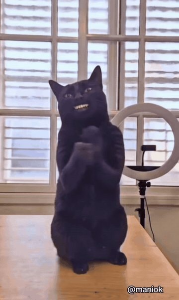 Black cat grinning GIF