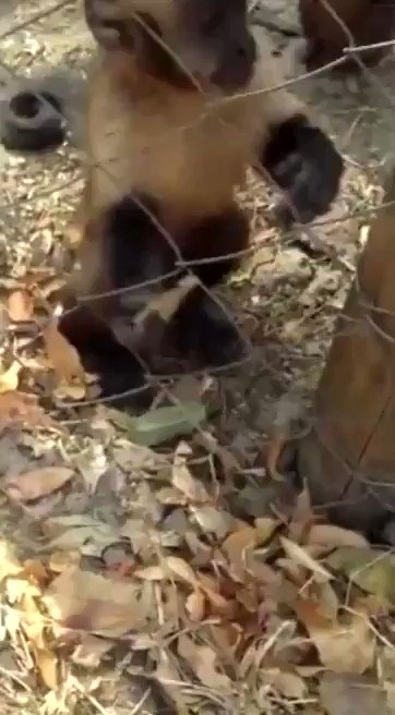 Clever monkey asks for crushed leaves 🐒