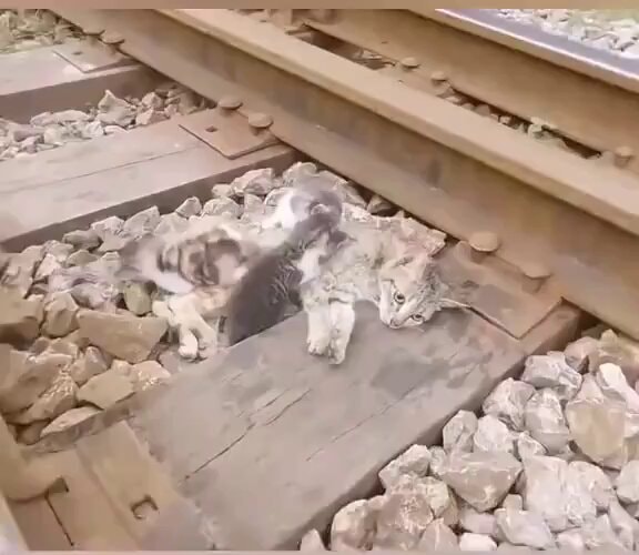 rescuing a mother cat