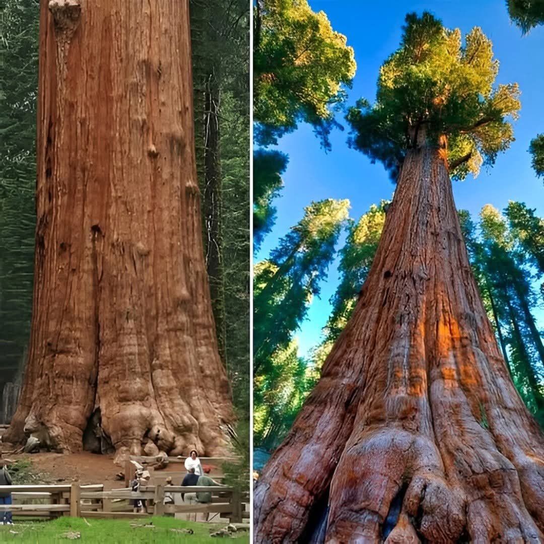 General Sherman Tree largest single-stem