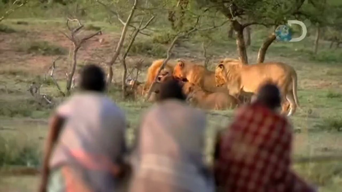 Ronaldo versus lions