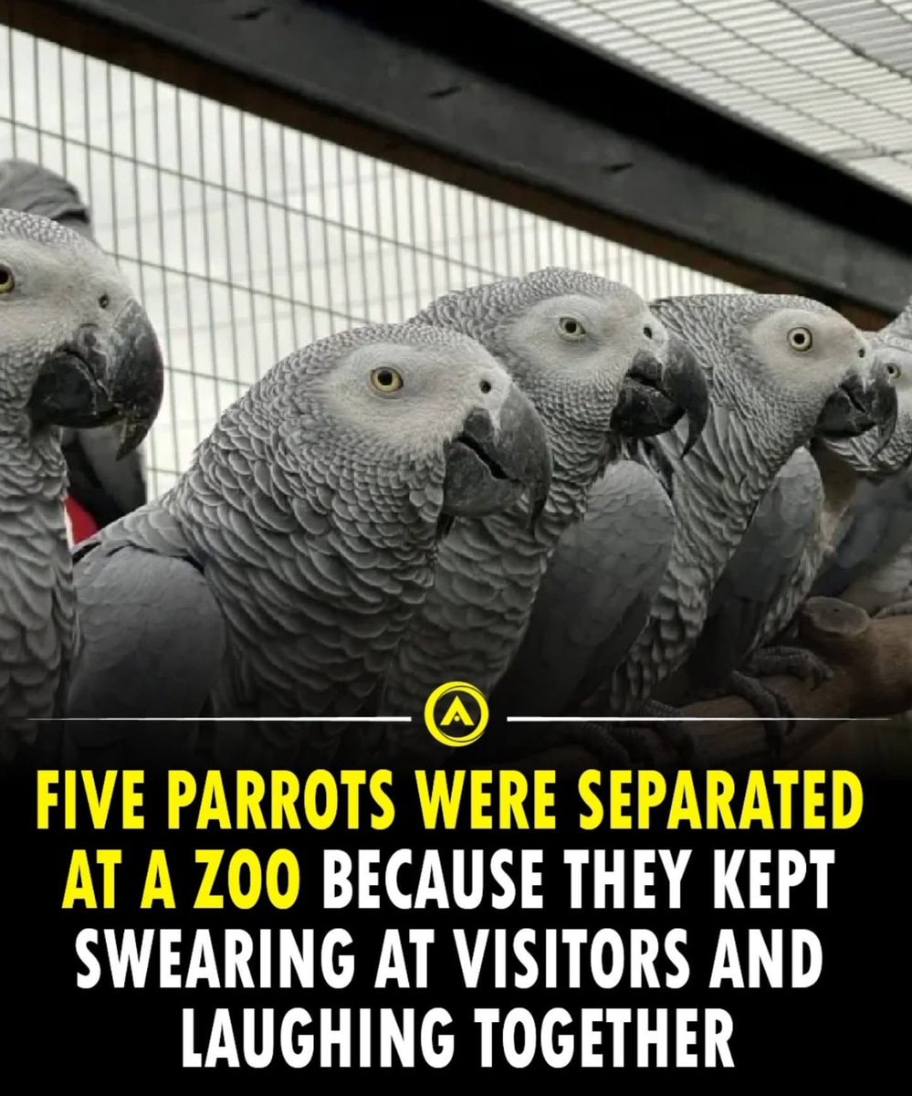 African grey parrots separated at zoo African grey parrots separated at zoo
