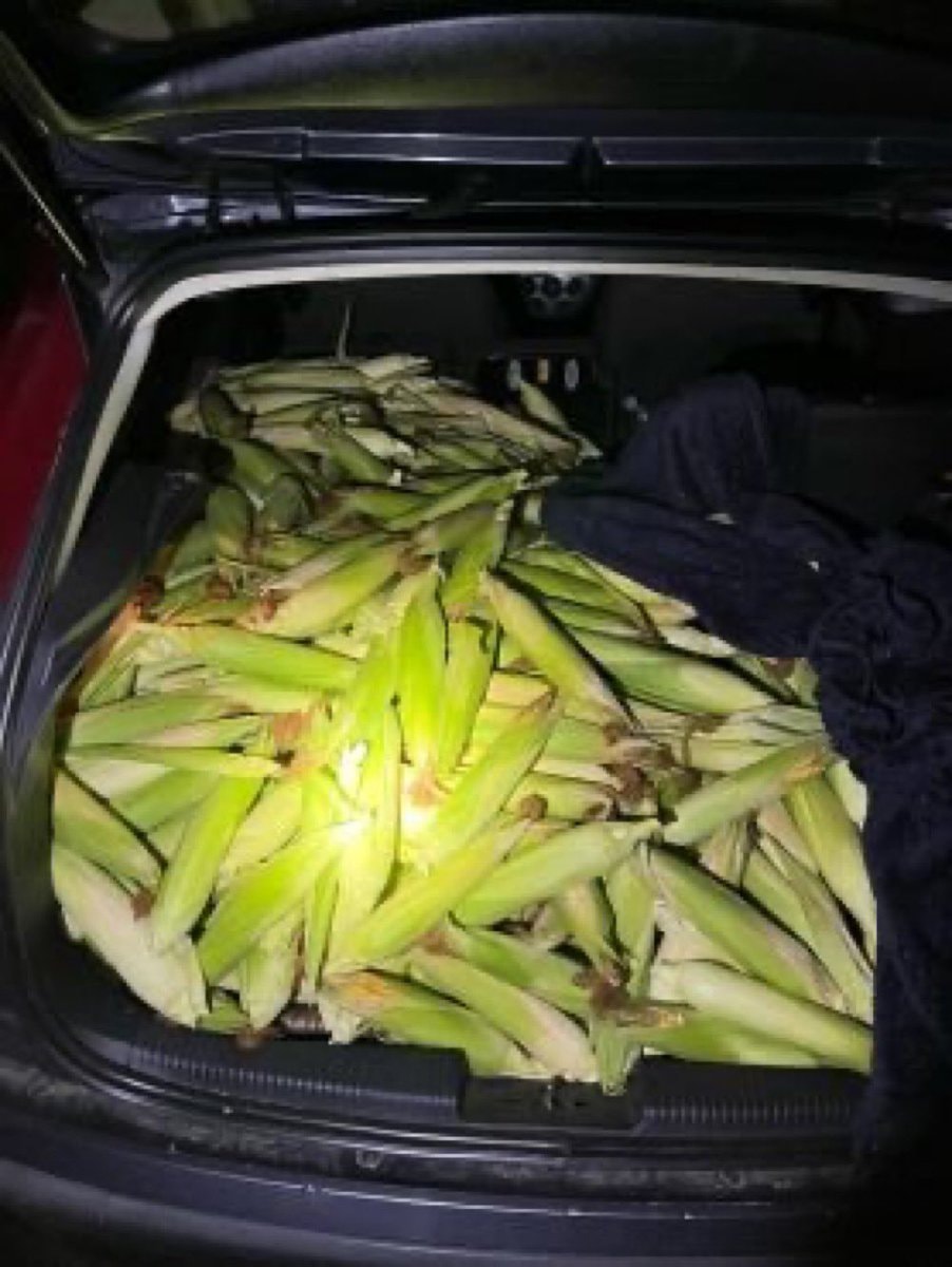 300 kilos of corn in car trunk
