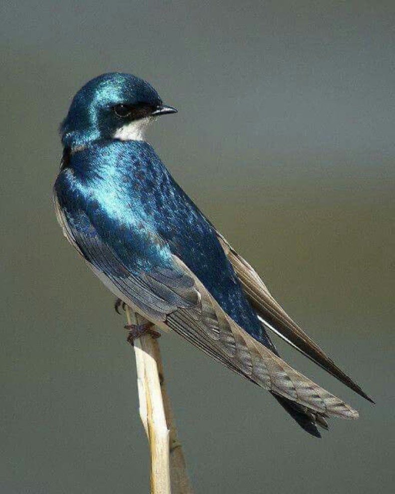 Tree Swallow metallic luster Tree Swallow metallic luster