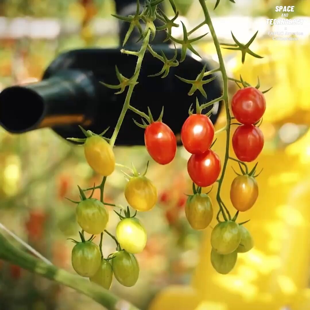Four Growers FANUC tomato harvesting Four Growers FANUC tomato harvesting