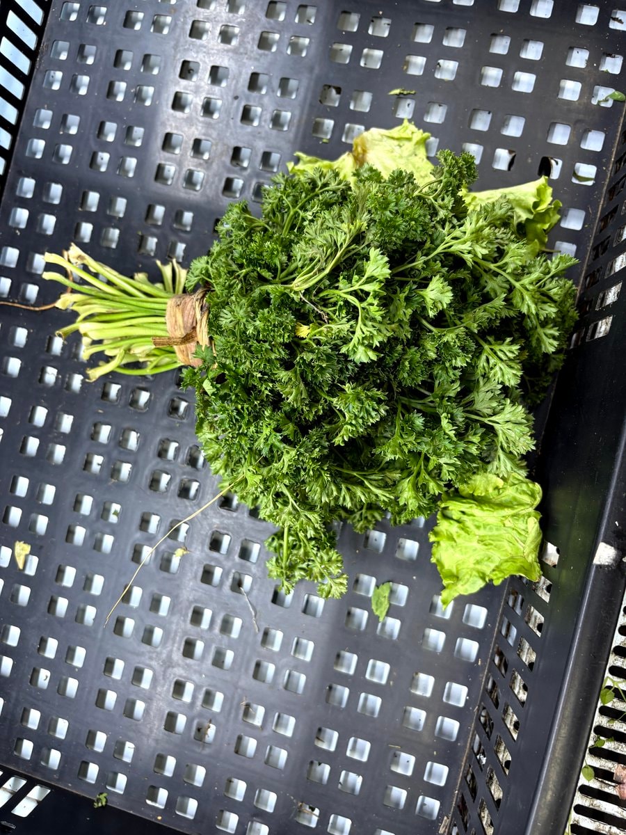 celery or parley confusion