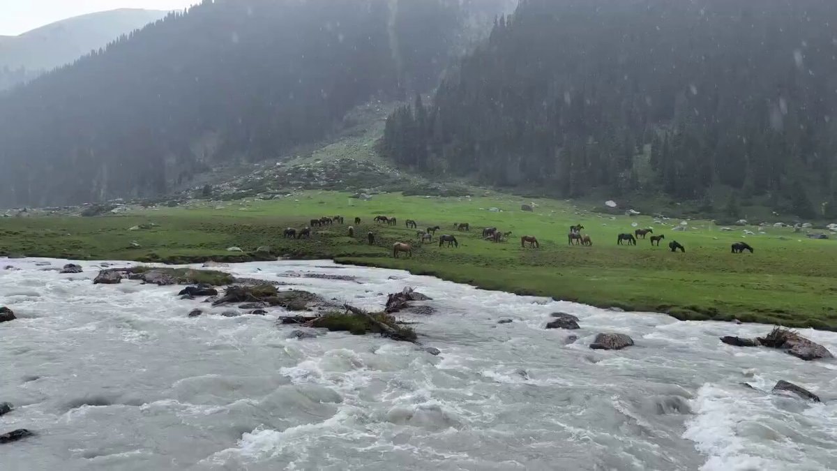 rainy meadow therapy