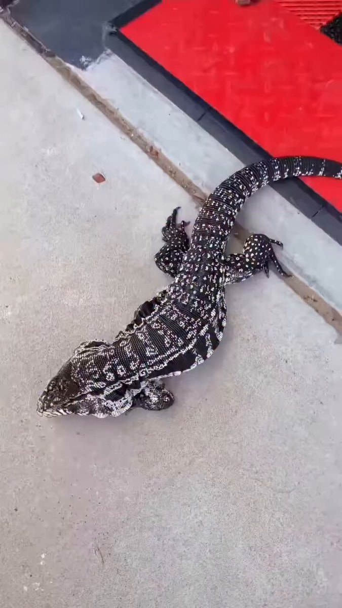 Giant Lizard sharp mind