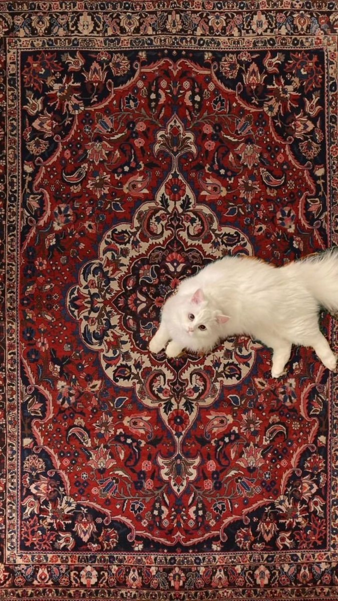 white cat sleeping on rug (photo 2 of 2)