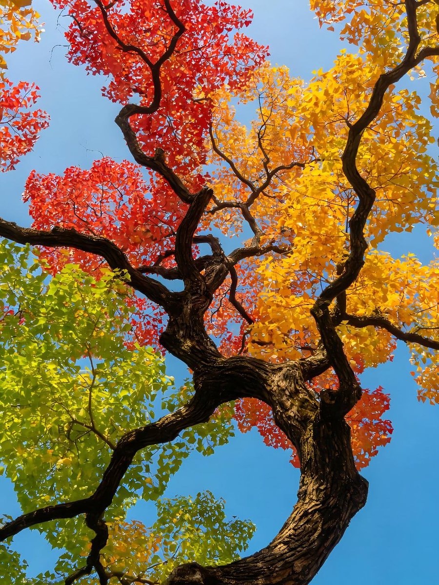 autumn tree branches against blue sky