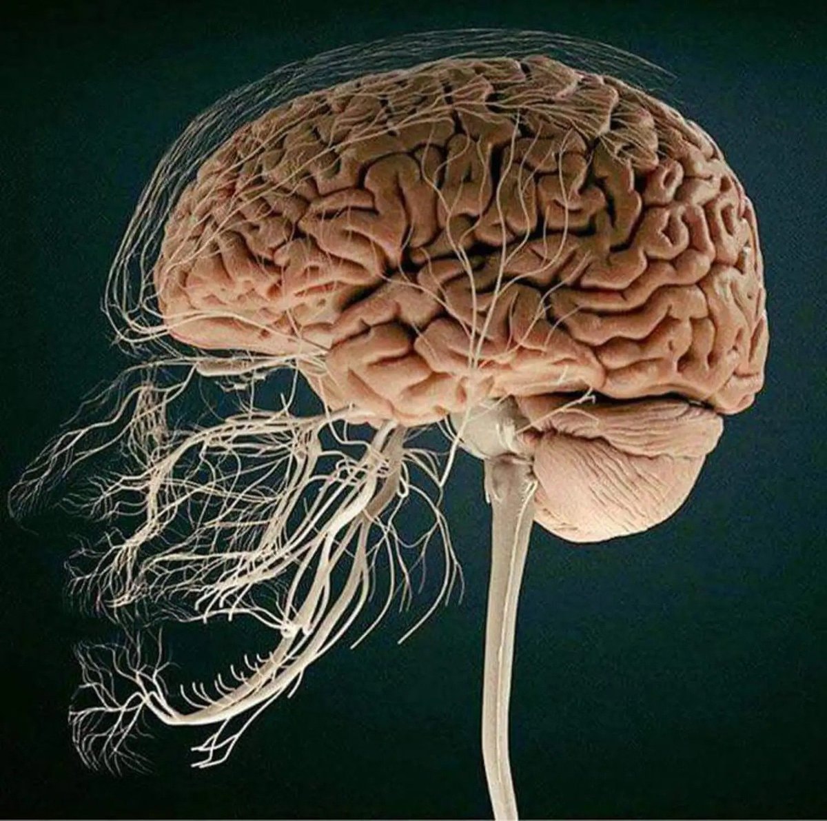 Teeth nerve connections anatomical model (photo 2 of 2)