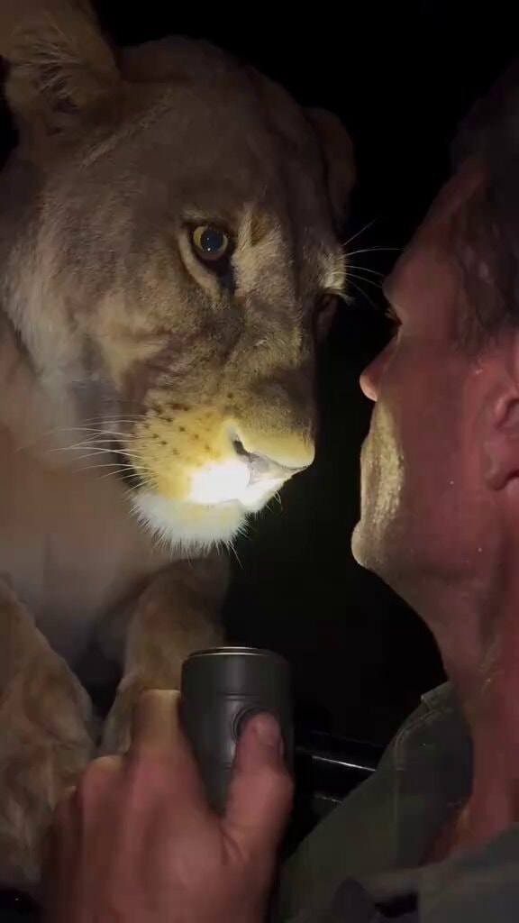 Lioness and man close encounter