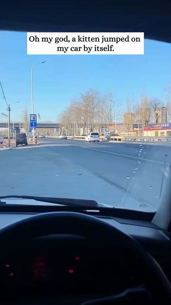 cat jumps on car then gets adopted