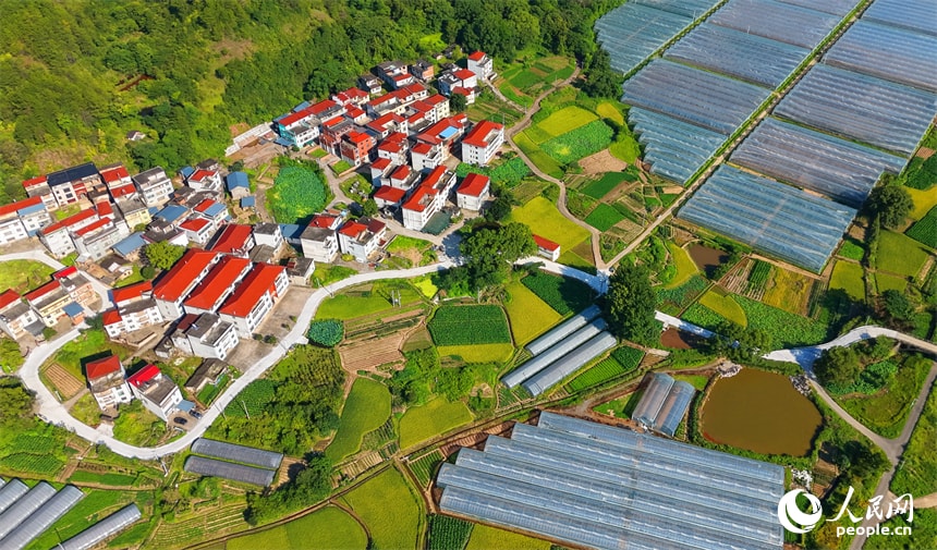 Jiangxi Jiangbei Village rice harvest