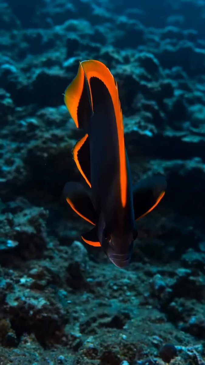 Neofish dark fish orange fins