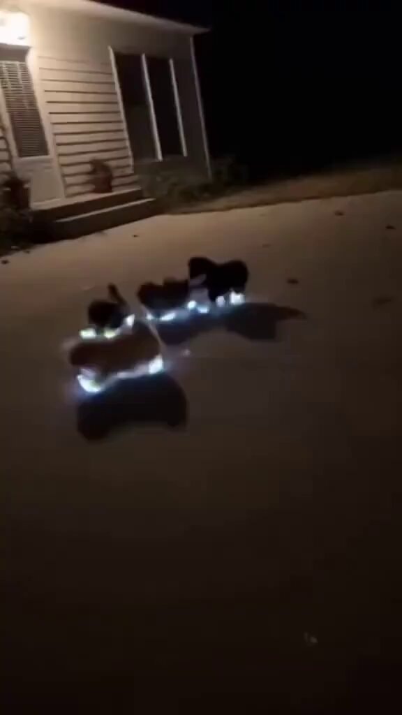 dogs with light-up collars at night