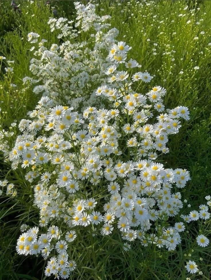 Wooden swing in a daisy meadow (photo 2 of 4)