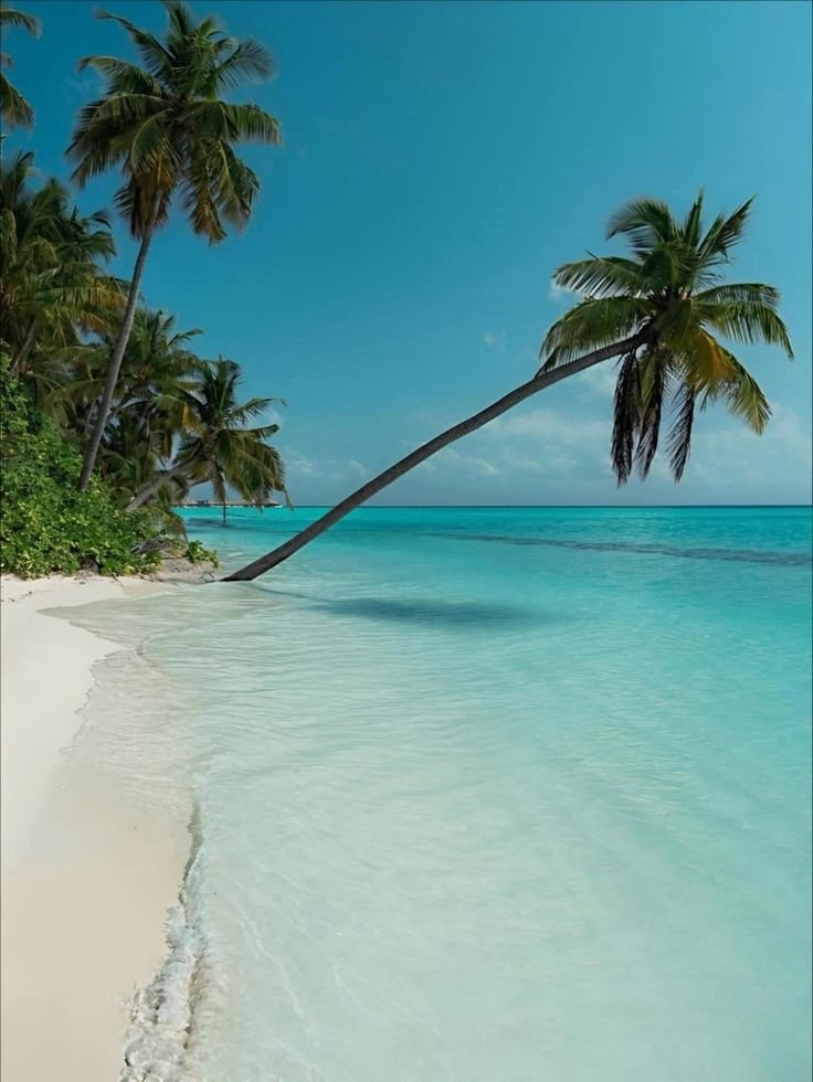 Maldives blue beauty