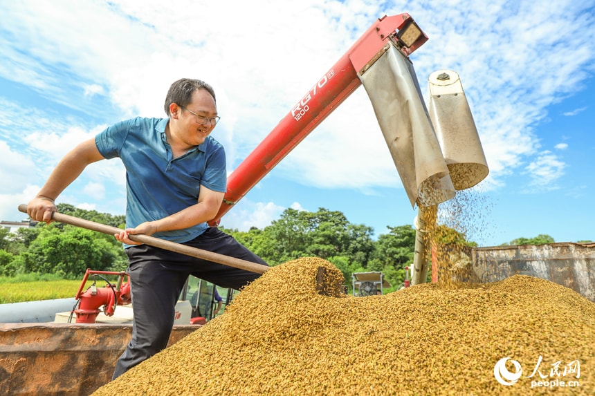 Jiangxi farmers harvest early-season rice (photo 4 of 4) Jiangxi farmers harvest early-season rice (photo 4 of 4)