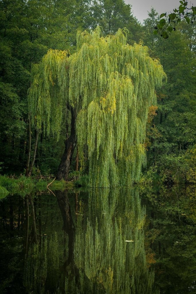 weeping willow tree pond (photo 3 of 4)