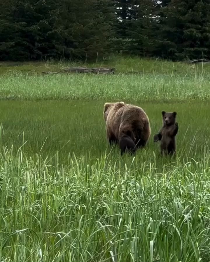 Alaska bear cub waves goodbye