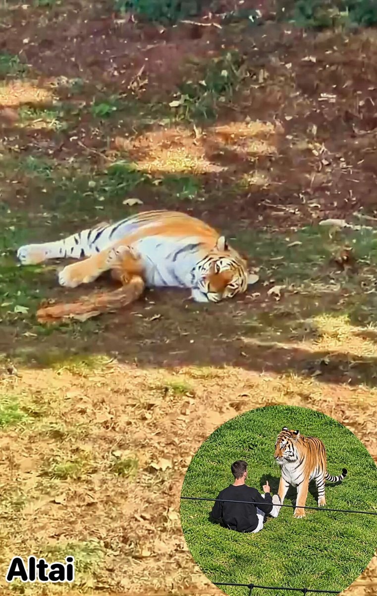 Altai Siberian tiger Doncaster status update Altai Siberian tiger Doncaster status update
