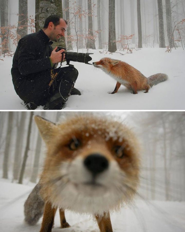 Fox in snowy forest with Nikon camera
