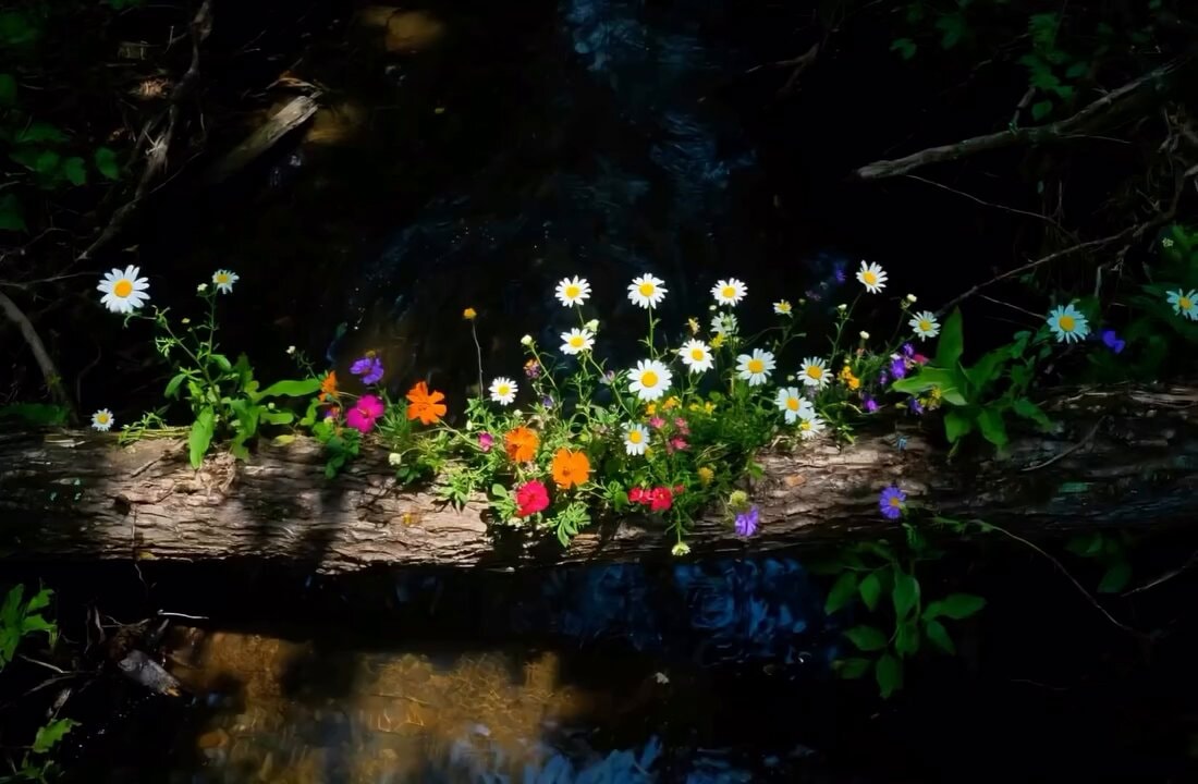 Wildflowers on Fallen Log Over Stream