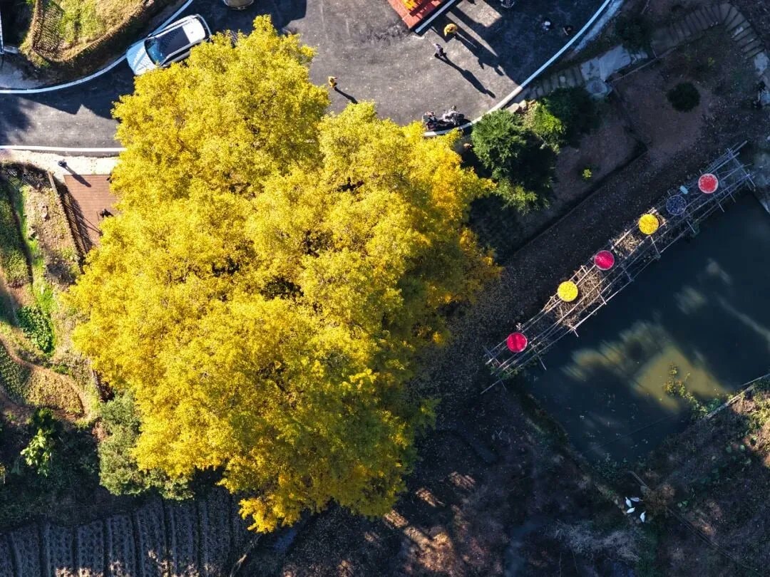 Jiangxi ancient trees (photo 2 of 4)