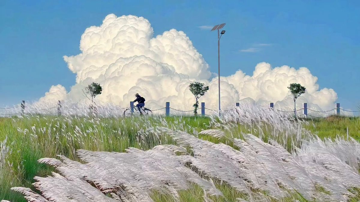 cyclist in white grass field
