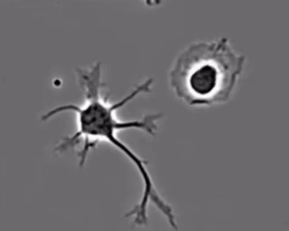 neurons learning something new