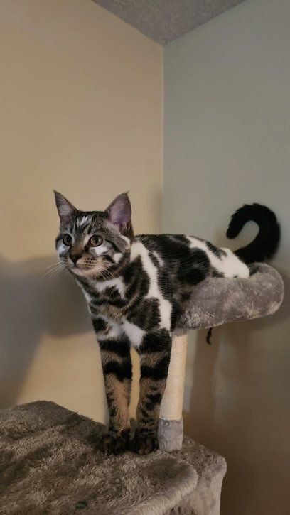 Black and white spotted cat on a cat tree