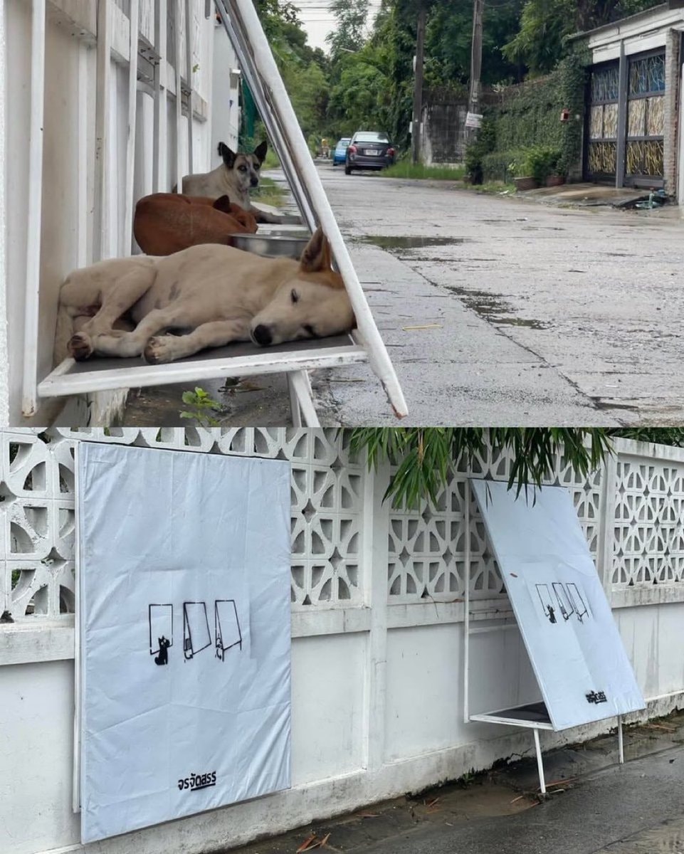 Stand for Strays foldable dog shelters Thailand Stand for Strays foldable dog shelters Thailand